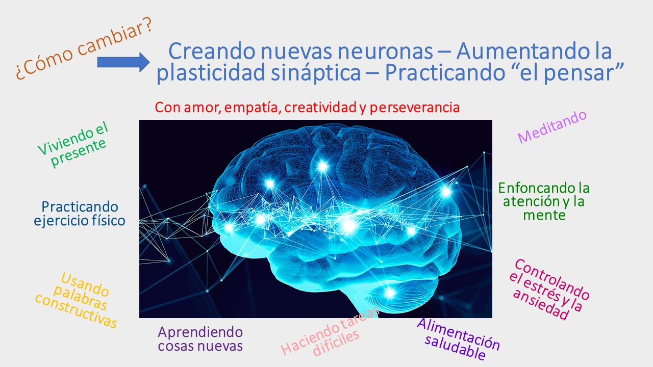 Ilustración de los efectos de la meditación en la neuroplasticidad y regulación autonómica del sistema nervioso